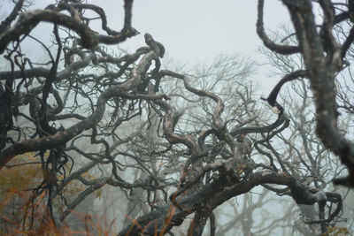 Close-up of bare tree against sky