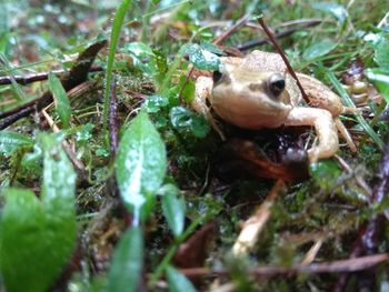 Close-up of frog on field