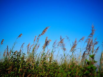 Low angle view of crops growing on field against clear blue sky