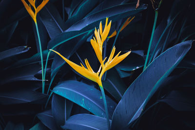 Close-up of yellow flowering plant