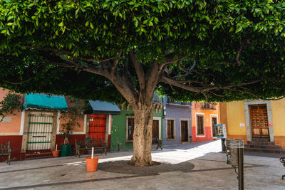 Houses and trees by street in city