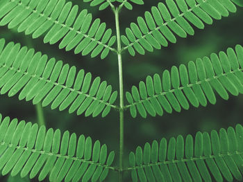 Full frame shot of leaves