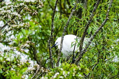 Low angle view of white bird perching on tree