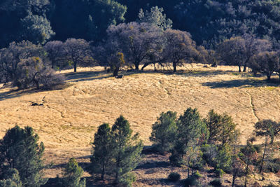 High angle view of trees on field against sky