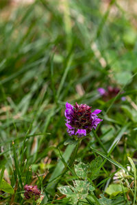 Close-up of purple flowering plant on field