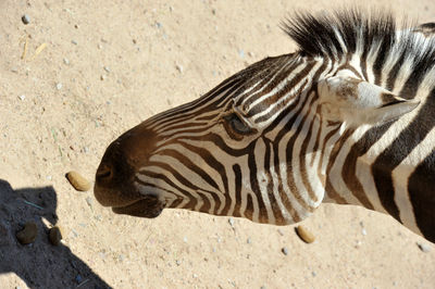 High angle view of zebra