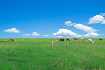 Cows grazing in field