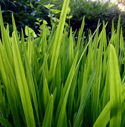 Close-up of fresh green grass