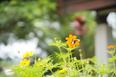 Close-up of yellow flowering plant on field