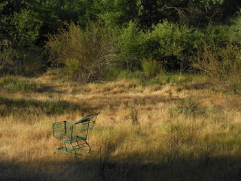 Plants growing on old land