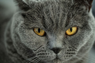 Close-up portrait of a cat