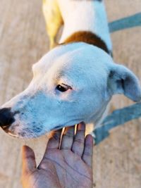 Close-up of hand holding dog