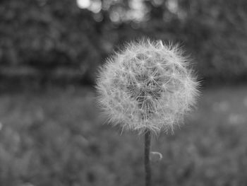 Close-up of dandelion flower