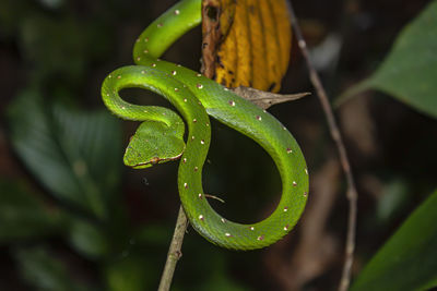 Bornean keeled green pit viper 
at night in sepilok forest in sabah, malaysia.