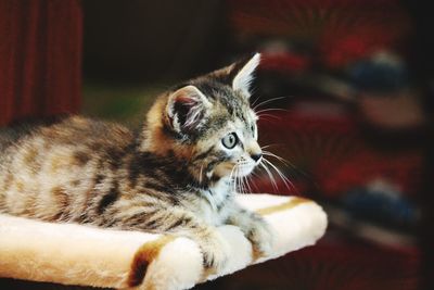 Close-up of a cat looking away