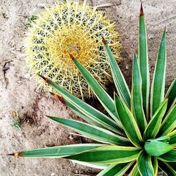 Close up of cactus plant