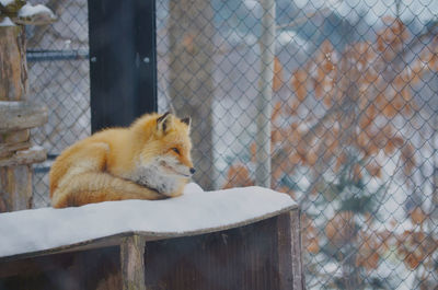 View of a cat behind fence