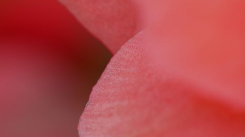 Full frame shot of pink flower