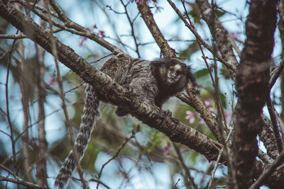 Low angle view of monkey on tree in forest