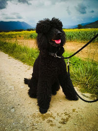 Dog standing on field