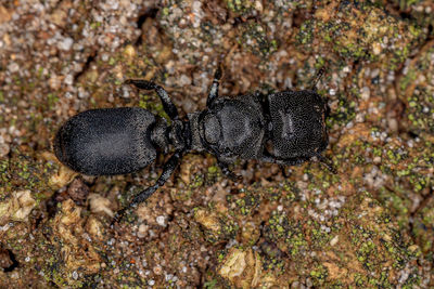 Close-up of insect