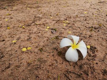 High angle view of yellow flower on field