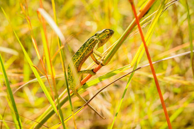 Chameleon climbing in the savanna. ideal for nature, wildlife, and safari projects. 