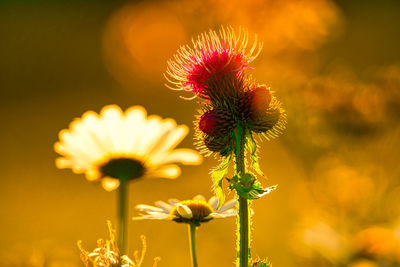 Close-up of flowering plant against sky