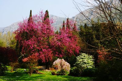 Pink flowers on tree