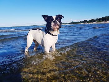 Dog on beach