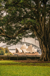 View of trees in park