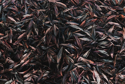 Full frame shot of dried leaves