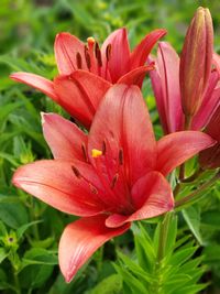 Close-up of red lily