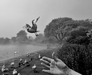 Low angle view of seagulls flying against sky