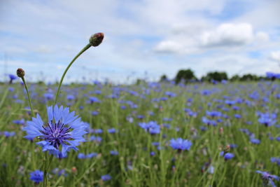 Close-up of purple flowering plants on field against sky
