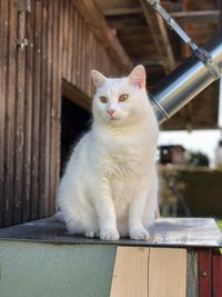 Portrait of cat sitting on wood