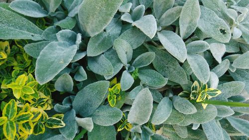 Full frame shot of green leaves