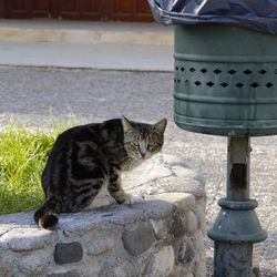 Portrait of a cat drinking water