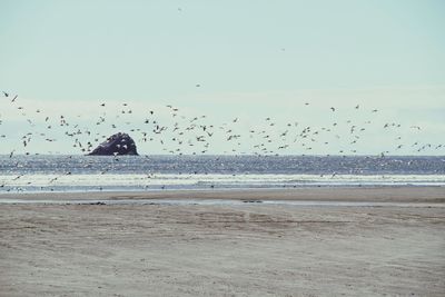 Birds flying over sea against sky