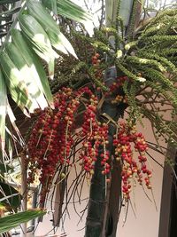 Low angle view of fruits hanging on tree