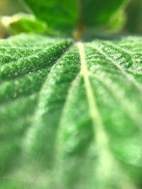 Close-up of spider web on plant