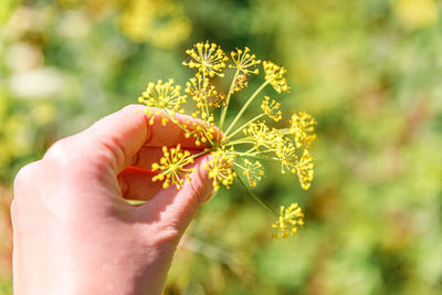 Close-up of hand holding flower