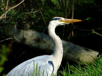 Gray heron perching on grassy field at forest