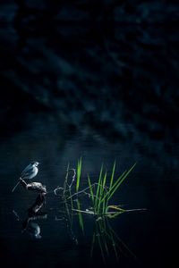 High angle view of bird perching on wood in lake