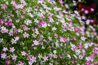 Close-up of flowering plants on field