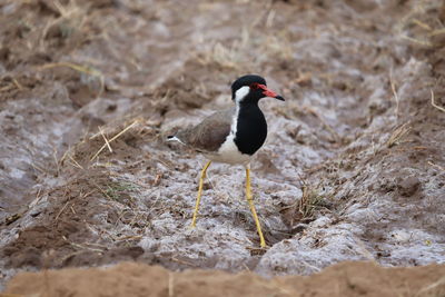 Close -up of a red wattled lapwing on dry ground in jaipur, outdoors birds , red wattled lapwing 