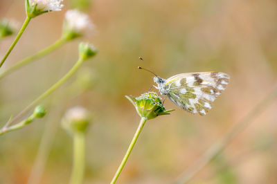 Close-up of butterfly pollinating on flower