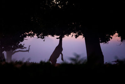 Silhouette trees against sky