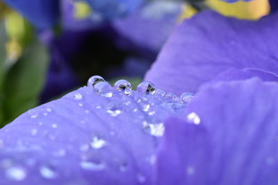 Close-up of purple flowers blooming