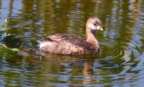 Duck swimming in lake